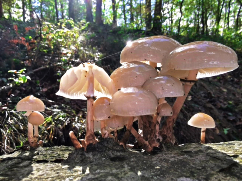 Mushrooms / Photo: Martina Kaufmann